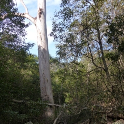 Eucalyptus cypellocarpa (Monkey Gum, Mountain Grey Gum) at Black Range, NSW - 30 Apr 2019 by MatthewHiggins