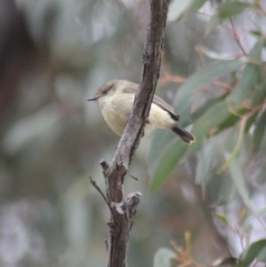 Acanthiza reguloides (Buff-rumped Thornbill) at Gundaroo, NSW - 18 Sep 2019 by Gunyijan