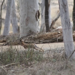 Lepus capensis (Brown Hare) at Gundaroo, NSW - 18 Sep 2019 by Gunyijan