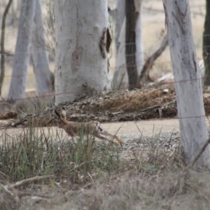 Lepus capensis at Gundaroo, NSW - 18 Sep 2019 12:23 PM