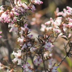 Lissanthe strigosa subsp. subulata (Peach Heath) at Gundaroo, NSW - 19 Sep 2019 by Gunyijan