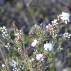 Leucopogon virgatus (Common Beard-heath) at Gundaroo, NSW - 19 Sep 2019 by Gunyijan