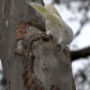 Cacatua galerita at Ainslie, ACT - 19 Sep 2019 03:13 PM