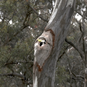 Cacatua galerita at Ainslie, ACT - 19 Sep 2019