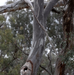 Cacatua galerita at Ainslie, ACT - 19 Sep 2019 03:13 PM