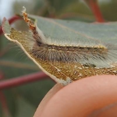 Uraba lugens (Gumleaf Skeletonizer) at Stromlo, ACT - 21 Sep 2019 by HelenCross