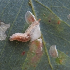 Unidentified Insect at Stromlo, ACT - 20 Sep 2019 by HelenCross