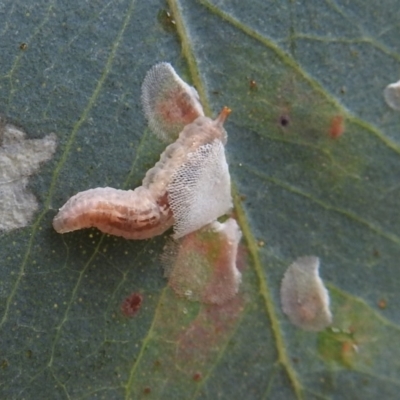 Unidentified Insect at Stromlo, ACT - 20 Sep 2019 by HelenCross