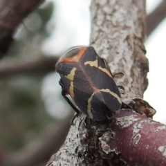 Eurymeloides pulchra (Gumtree hopper) at Stromlo, ACT - 21 Sep 2019 by HelenCross