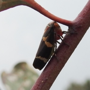 Eurymeloides pulchra at Stromlo, ACT - 21 Sep 2019