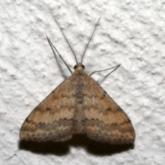 Scopula rubraria (Reddish Wave, Plantain Moth) at Ainslie, ACT - 19 Sep 2019 by jb2602