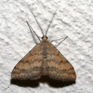 Scopula rubraria at Ainslie, ACT - 19 Sep 2019 10:08 PM