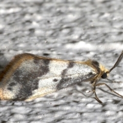 Anestia (genus) (A tiger moth) at Ainslie, ACT - 19 Sep 2019 by jbromilow50