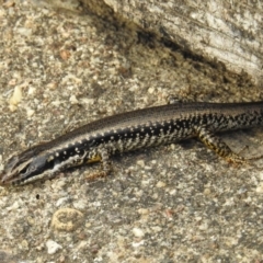 Eulamprus heatwolei (Yellow-bellied Water Skink) at Molonglo River Reserve - 20 Sep 2019 by HelenCross