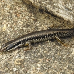 Eulamprus heatwolei (Yellow-bellied Water Skink) at Molonglo River Reserve - 21 Sep 2019 by HelenCross