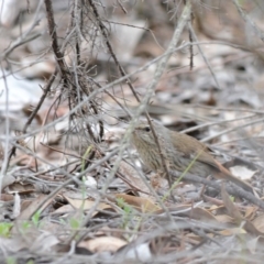 Hylacola pyrrhopygia (Chestnut-rumped Heathwren) at Denman Prospect, ACT - 30 Oct 2017 by kenb