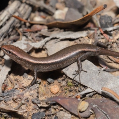 Lampropholis delicata (Delicate Skink) at Hackett, ACT - 20 Sep 2019 by TimL