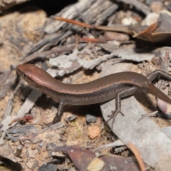 Lampropholis delicata at Hackett, ACT - 20 Sep 2019