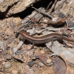 Lampropholis delicata at Hackett, ACT - 20 Sep 2019