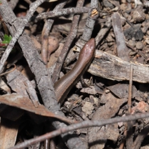 Lampropholis delicata at Hackett, ACT - 20 Sep 2019