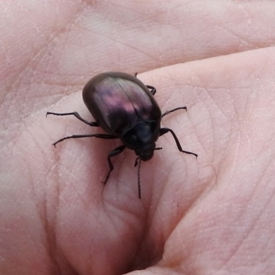 Chalcopteroides spectabilis (Rainbow darkling beetle) at Fyshwick, ACT - 20 Sep 2019 by RodDeb