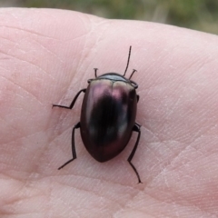 Chalcopteroides spectabilis at Fyshwick, ACT - 20 Sep 2019 01:19 PM