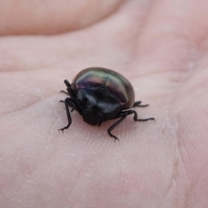 Chalcopteroides spectabilis at Fyshwick, ACT - 20 Sep 2019 01:19 PM