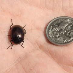 Chalcopteroides spectabilis at Fyshwick, ACT - 20 Sep 2019 01:19 PM