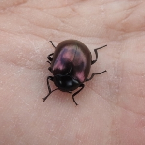 Chalcopteroides spectabilis at Fyshwick, ACT - 20 Sep 2019 01:19 PM