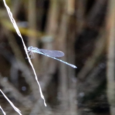 Austrolestes leda (Wandering Ringtail) at Fyshwick, ACT - 20 Sep 2019 by RodDeb