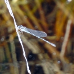 Austrolestes leda at Fyshwick, ACT - 20 Sep 2019