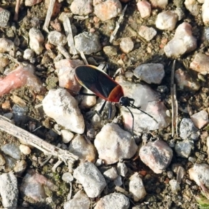 Dindymus versicolor at Fyshwick, ACT - 20 Sep 2019 03:29 PM