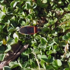 Dindymus versicolor at Fyshwick, ACT - 20 Sep 2019 03:29 PM