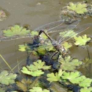 Anax papuensis at Fyshwick, ACT - 20 Sep 2019 01:07 PM