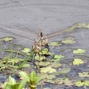 Anax papuensis at Fyshwick, ACT - 20 Sep 2019 01:07 PM