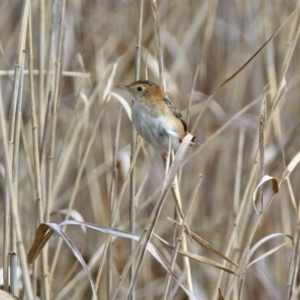 Cisticola exilis at Fyshwick, ACT - 20 Sep 2019 02:43 PM