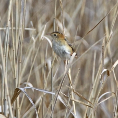 Cisticola exilis (Golden-headed Cisticola) at Fyshwick, ACT - 20 Sep 2019 by RodDeb