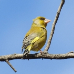 Chloris chloris (European Greenfinch) at Fyshwick, ACT - 20 Sep 2019 by RodDeb