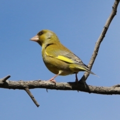 Chloris chloris at Fyshwick, ACT - 20 Sep 2019 02:43 PM