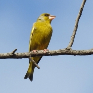 Chloris chloris at Fyshwick, ACT - 20 Sep 2019