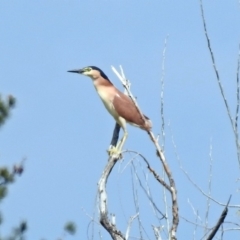 Nycticorax caledonicus (Nankeen Night-Heron) at Fyshwick, ACT - 20 Sep 2019 by RodDeb