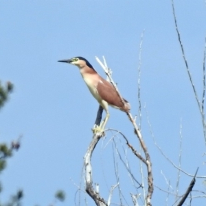 Nycticorax caledonicus at Fyshwick, ACT - 20 Sep 2019