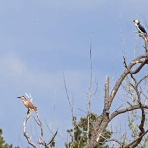 Nycticorax caledonicus at Fyshwick, ACT - 20 Sep 2019