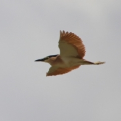 Nycticorax caledonicus at Fyshwick, ACT - 20 Sep 2019