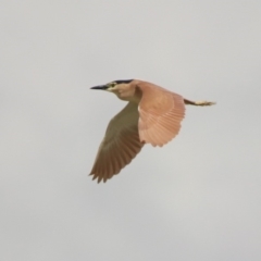 Nycticorax caledonicus at Fyshwick, ACT - 20 Sep 2019