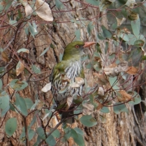 Oriolus sagittatus at Hughes, ACT - 21 Sep 2019 03:49 PM