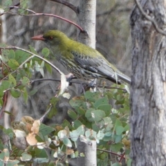 Oriolus sagittatus at Hughes, ACT - 21 Sep 2019 03:49 PM