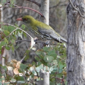 Oriolus sagittatus at Hughes, ACT - 21 Sep 2019 03:49 PM