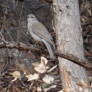 Colluricincla harmonica at Deakin, ACT - 21 Sep 2019 03:48 PM