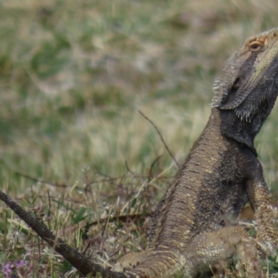 Pogona barbata (Eastern Bearded Dragon) at Hughes, ACT - 20 Sep 2019 by RobParnell